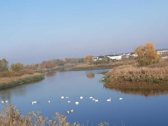 Vand teren intravilan com Berceni cu deschidere la lac – Balta Mosului