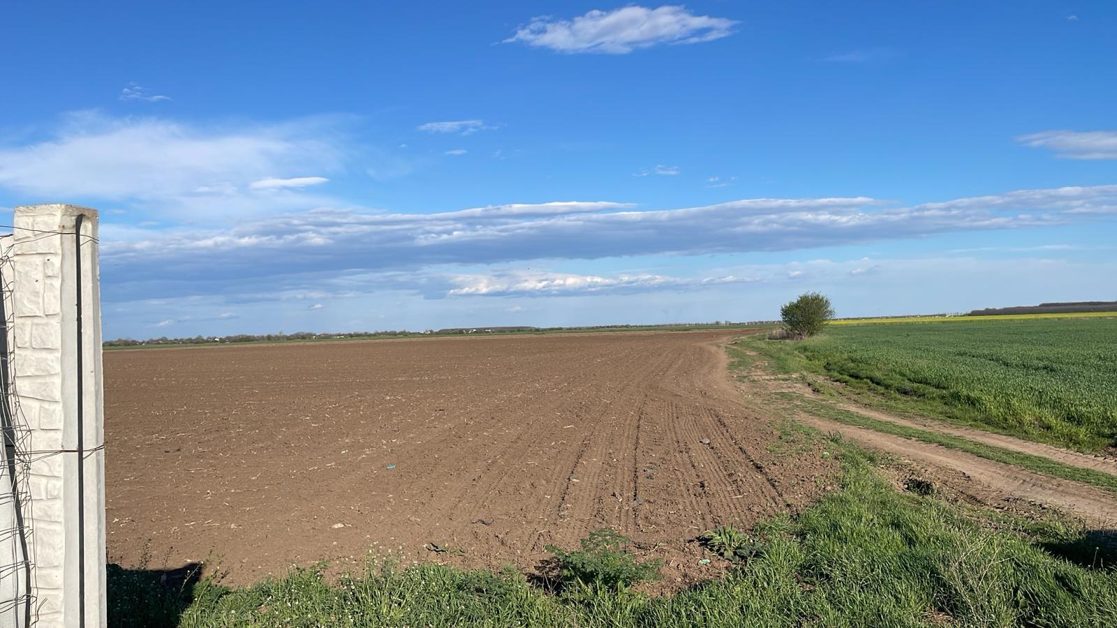 Vand teren intravilan comuna Dascalu 1,8 ha cu deschidere de 50 ml
