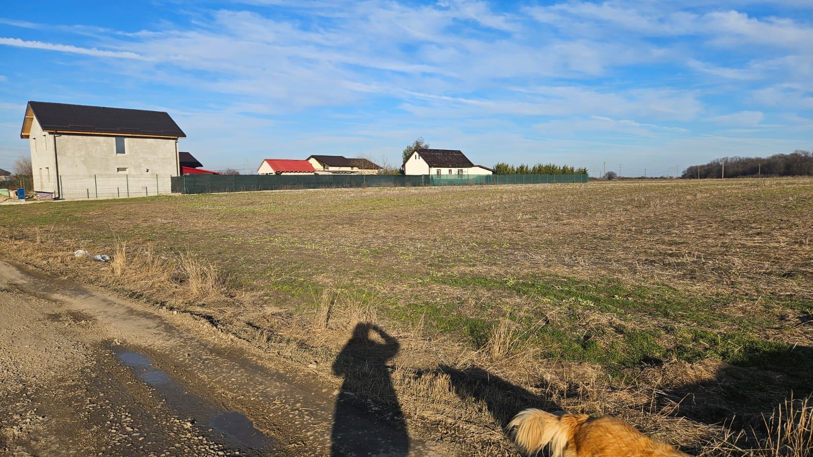Magurele Strada Stejarului
