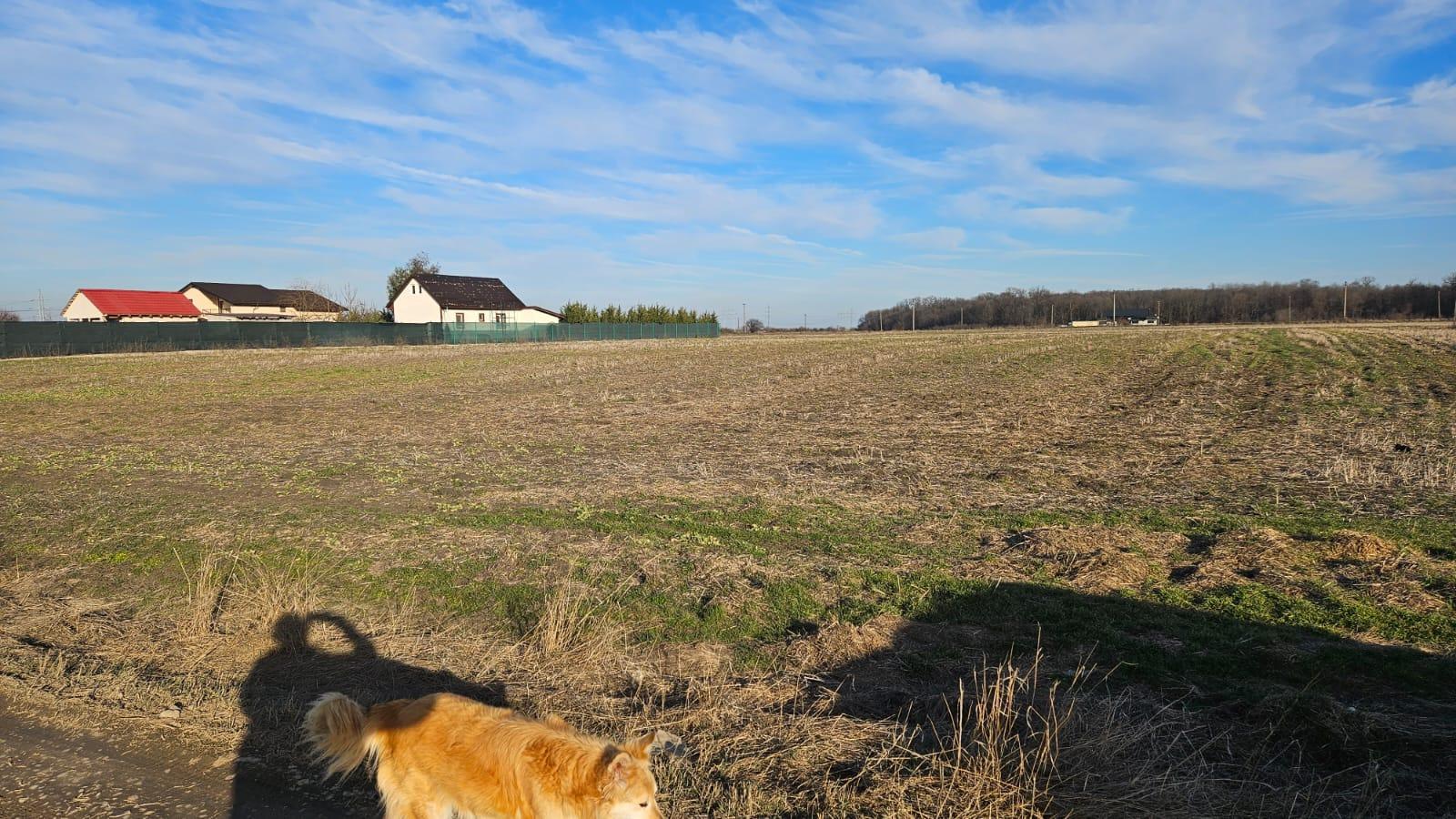 Magurele Strada Stejarului