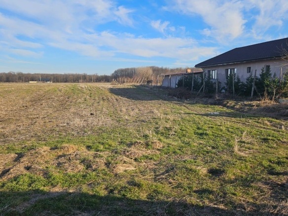 Vand teren cu suprafata de 2.6 Ha in Cornetu – Magurele